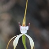 Merrits White Spider Orchid