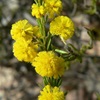 Torrington Wattle