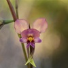 Purple Pansy Orchid