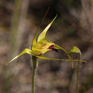 Funnel Web orchid hybrid  
