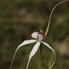 Christines Spider Orchid