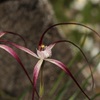 Crimson Spider Orchid 