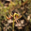 Green Spider Orchid 