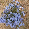 Blue waxflower
