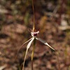 Hybrid Spider Orchid
