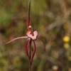 Caladenia hybrid Spider Orchid