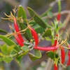 Harlequin mistletoe