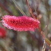 Grass-leaf hakea