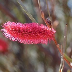 Grass-leaf hakea