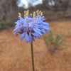 Native Blue Cornflower or Blue pincushion