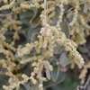 Old Man Saltbush