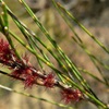 Littoral Casuarina