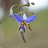 Blue Flax-Lily