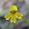 Native Primrose 