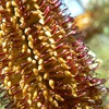 Hairpin Banksia