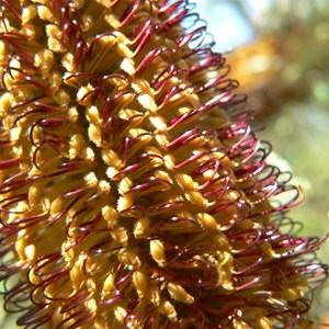 Hairpin Banksia