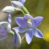 Plain Sun Orchid
