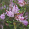Cross-leaf Honey-Myrtle