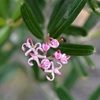 Five Veined Grevillea