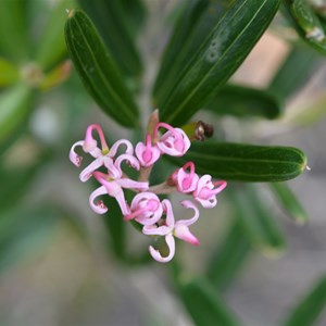 Five Veined Grevillea