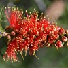 Scarlet Bottle-brush