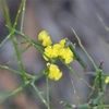 Spiny Wattle
