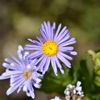 Azure Daisy Bush 