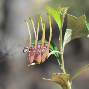 Holly-leaf Grevillea