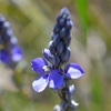 Blue-spike Milkwort