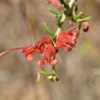 Rough Spider-flower - Kangaroo Island Endemic