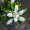 Narrow Leaved Spyridium