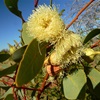 Large Fruited Mallee