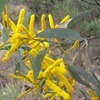 Velvet Wattle, Wyberba Wattle