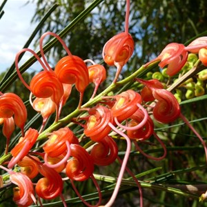 Grevillea longistyla