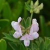 Australian Trefoil 