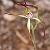 Coastal Spider Orchid