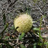 Tennis Ball Banksia