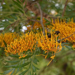 Silky Oak