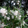 Hakea marginata