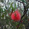 Lesser Bottlebrush