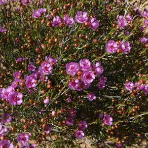 Painted Featherflower