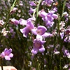 Eremophila dempsteri