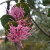 Hood Leaved Hakea