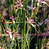 Swamp Spider Orchid