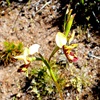 Diuris picta