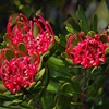 Tasmanian Waratah