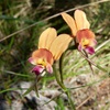 Donkey Orchid