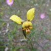 Donkey Orchid 