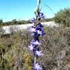 Granite Sun Orchid