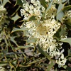 Hakea auriculata